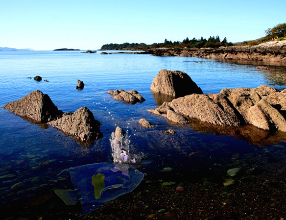 Swimming in the Wild Atlantic Way