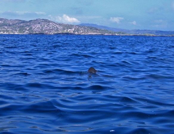 Basking shark  near Derrynane